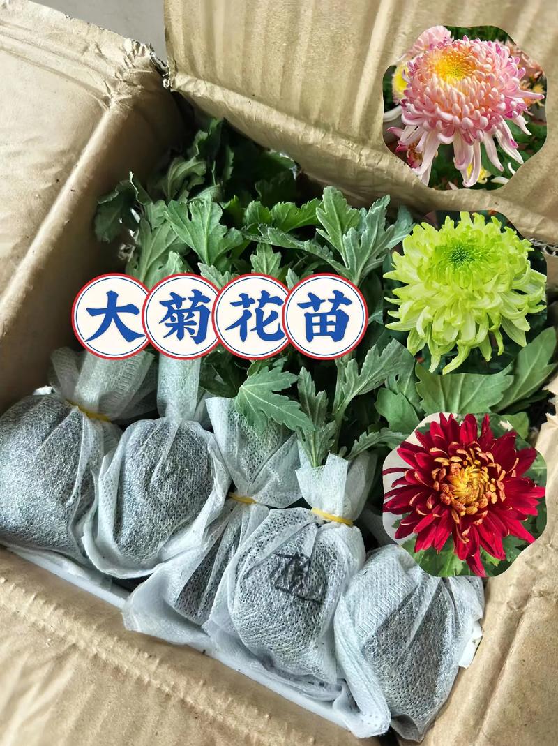 怎么养护菊花?怎么养护菊花盆栽?-第5张图片-优品飞百科 怎么养护菊花?怎么养护菊花盆栽?-第5张图片-优品飞百科