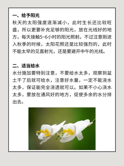 白兰花秋天怎么养?秋天白兰花多长时间浇水?-第3张图片-优品飞百科 白兰花秋天怎么养?秋天白兰花多长时间浇水?-第3张图片-优品飞百科
