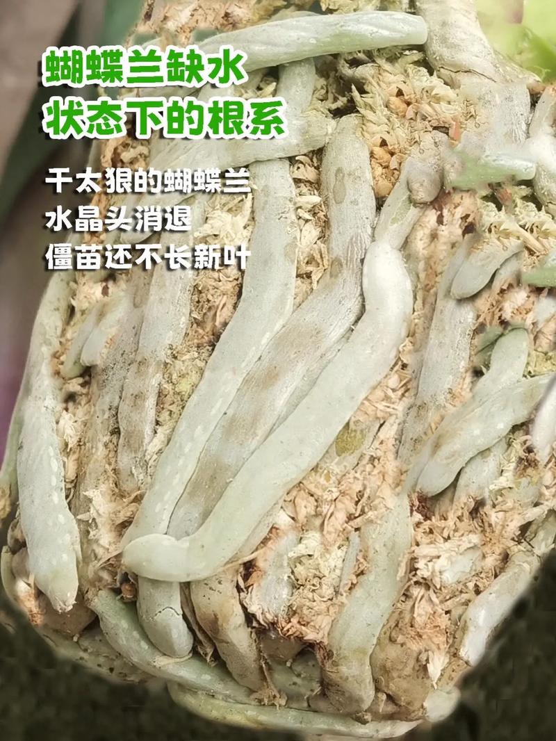 白兰花秋天怎么养?秋天白兰花多长时间浇水?-第4张图片-优品飞百科 白兰花秋天怎么养?秋天白兰花多长时间浇水?-第4张图片-优品飞百科