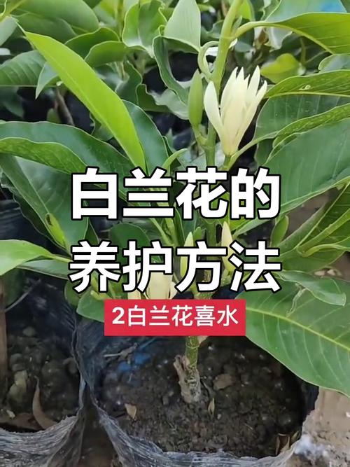 白兰花秋天怎么养?秋天白兰花多长时间浇水?-第5张图片-优品飞百科 白兰花秋天怎么养?秋天白兰花多长时间浇水?-第5张图片-优品飞百科