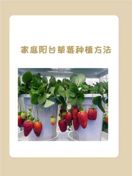 草莓怎么种植？草莓怎么种植方法 在家盆栽？