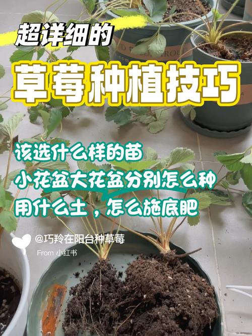 草莓怎么种植？草莓怎么种植方法 在家盆栽？-第2张图片-优品飞百科