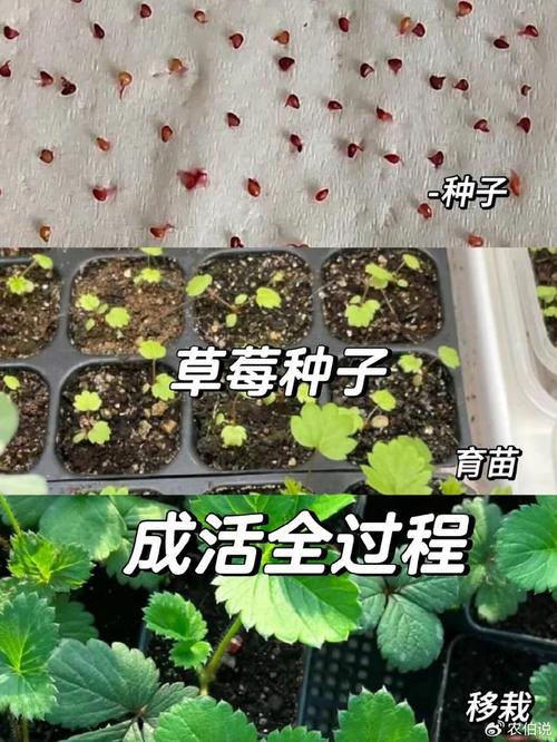 草莓怎么种植？草莓怎么种植方法 在家盆栽？-第3张图片-优品飞百科