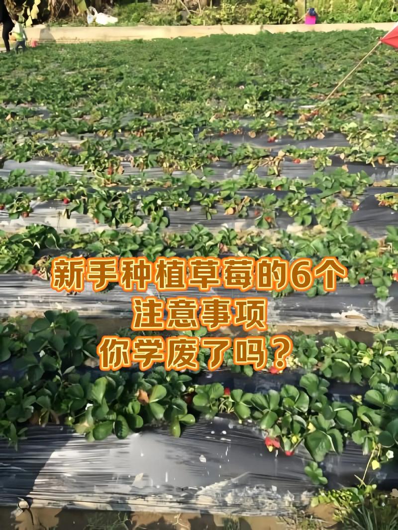 草莓怎么种植？草莓怎么种植方法 在家盆栽？-第4张图片-优品飞百科