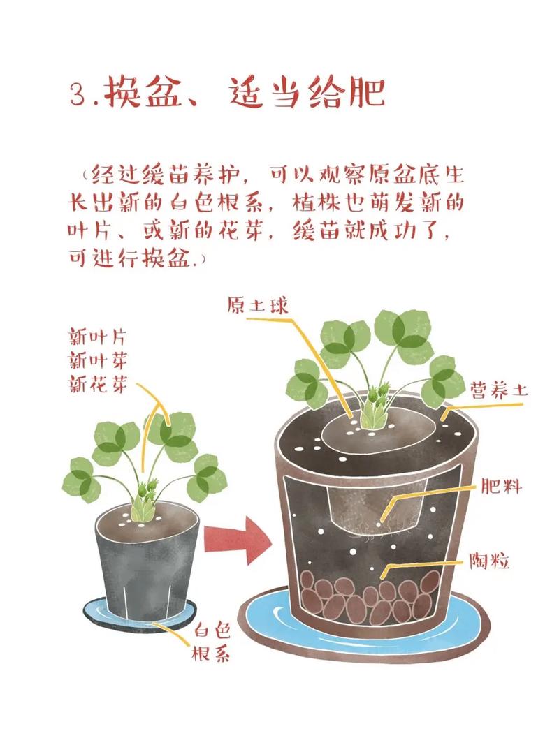 草莓怎么种植？草莓怎么种植方法 在家盆栽？-第5张图片-优品飞百科
