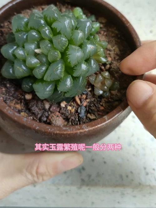 玉露砍头教程，玉露长徒了,怎么砍