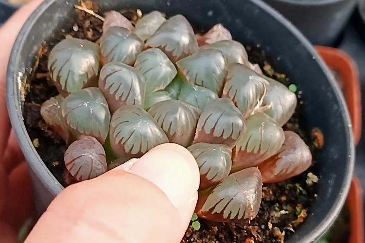玉露砍头教程，玉露长徒了,怎么砍-第3张图片-优品飞百科