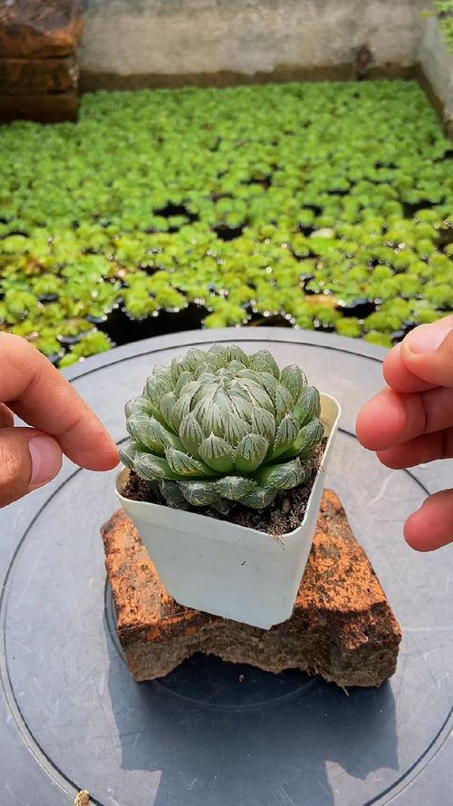 玉露砍头教程，玉露长徒了,怎么砍-第4张图片-优品飞百科