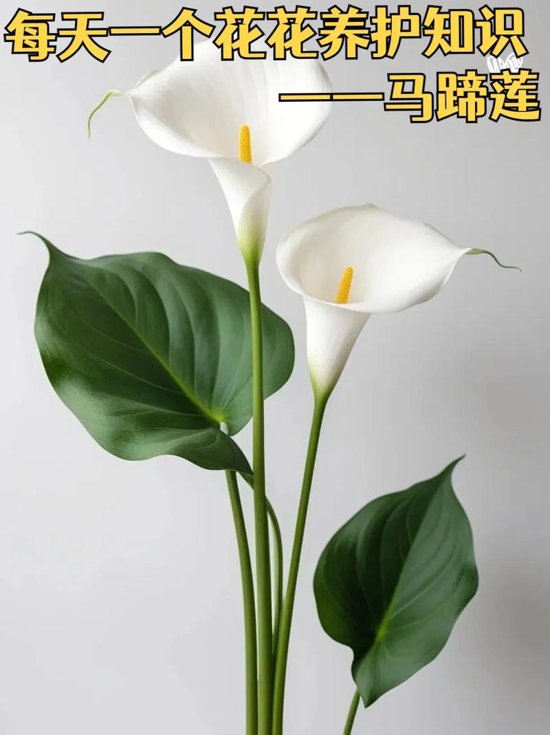 盆栽马蹄莲种植时间，马蹄莲种多大盆？