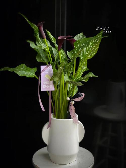 盆栽马蹄莲种植时间，马蹄莲种多大盆？-第2张图片-优品飞百科