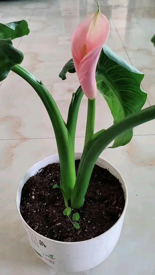 盆栽马蹄莲种植时间，马蹄莲种多大盆？-第3张图片-优品飞百科