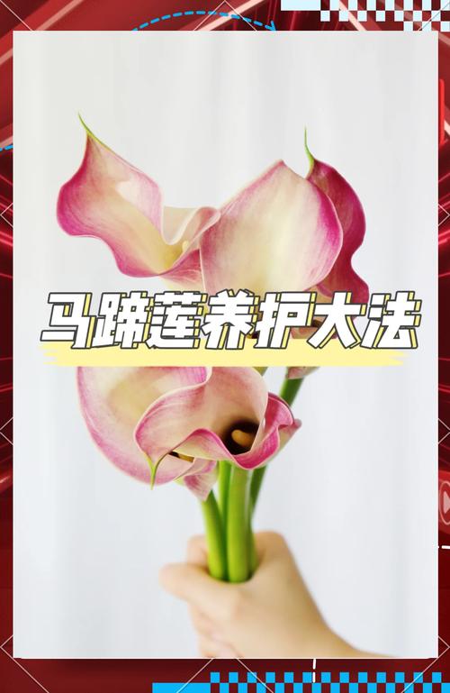 盆栽马蹄莲种植时间，马蹄莲种多大盆？-第4张图片-优品飞百科