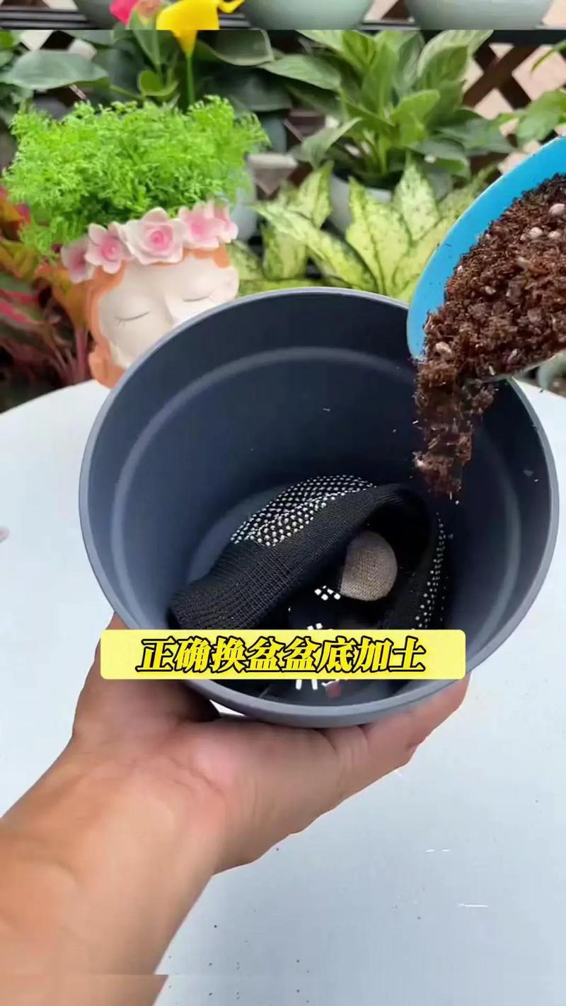 绿萝君子兰···从烂根到爆盆，绿萝和君子兰？-第2张图片-优品飞百科