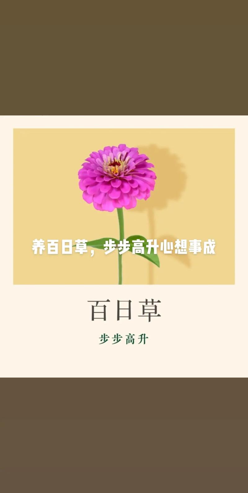 百日草适合什么时候种，百日草适合什么时候种植？