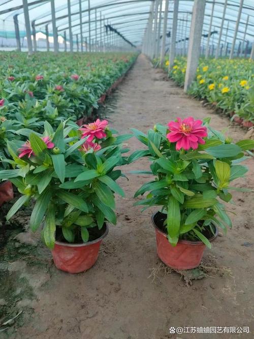 百日草适合什么时候种，百日草适合什么时候种植？-第3张图片-优品飞百科