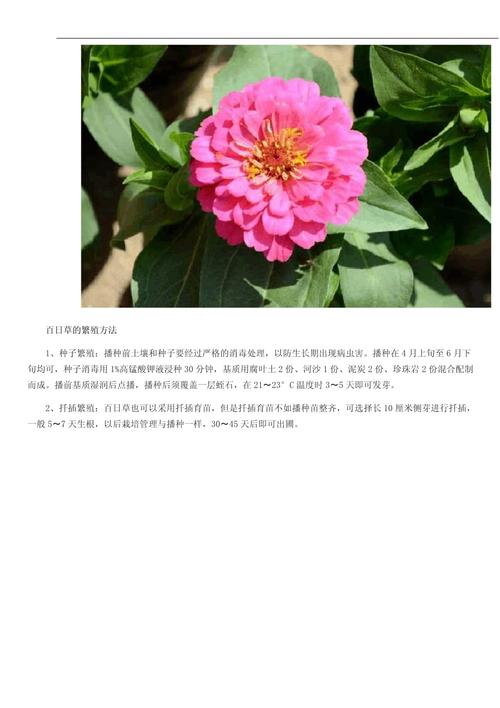 百日草适合什么时候种，百日草适合什么时候种植？-第4张图片-优品飞百科