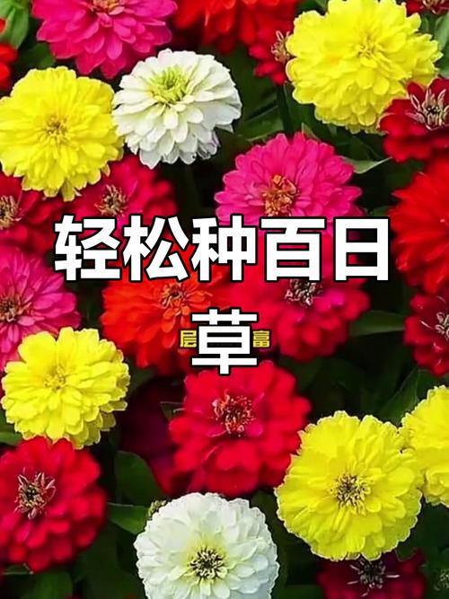 百日草适合什么时候种，百日草适合什么时候种植？-第5张图片-优品飞百科
