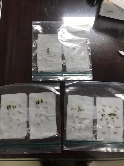 百日草适合什么时候种，百日草适合什么时候种植？-第7张图片-优品飞百科