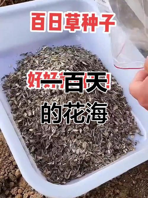 百日草适合什么时候种，百日草适合什么时候种植？-第6张图片-优品飞百科