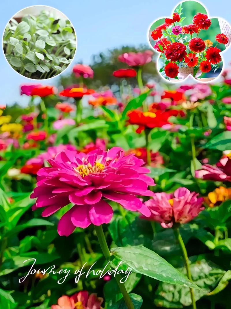 百日草适合什么时候种，百日草适合什么时候种植？-第8张图片-优品飞百科