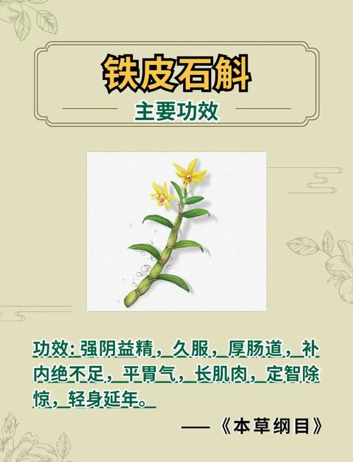 铁皮石斛怎么养才不会死，铁皮石斛怎么养啊？-第1张图片-优品飞百科