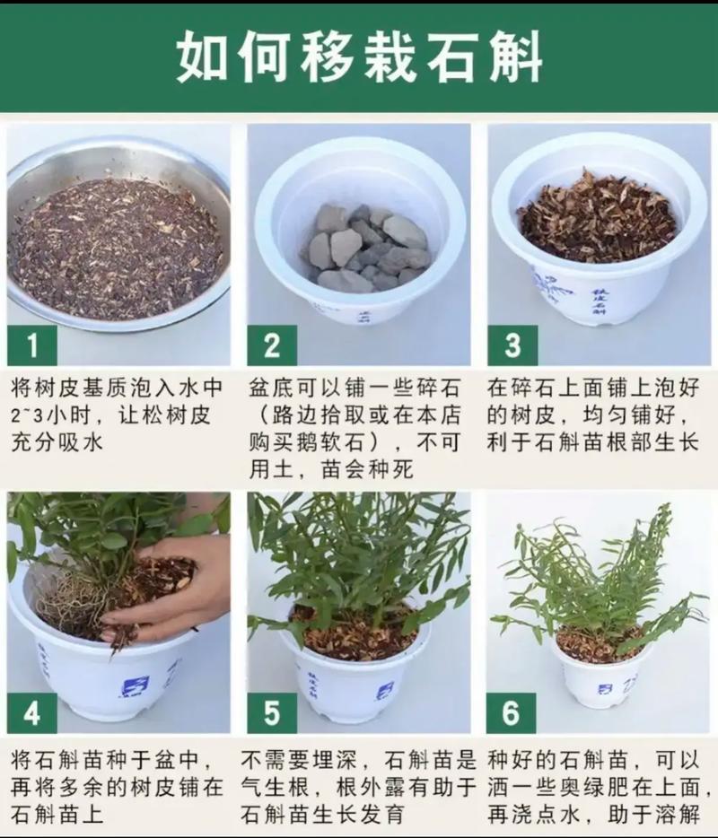 铁皮石斛怎么养才不会死，铁皮石斛怎么养啊？-第4张图片-优品飞百科