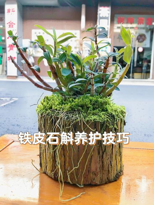 铁皮石斛怎么养才不会死，铁皮石斛怎么养啊？-第5张图片-优品飞百科