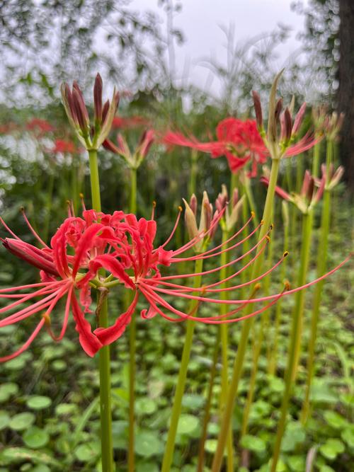 彼岸花什么季节开花，彼岸花在什么时间开花