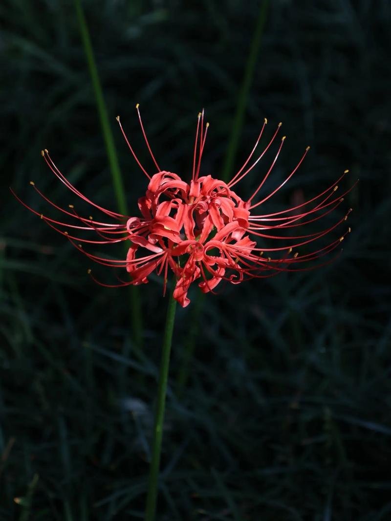 彼岸花什么季节开花，彼岸花在什么时间开花-第2张图片-优品飞百科