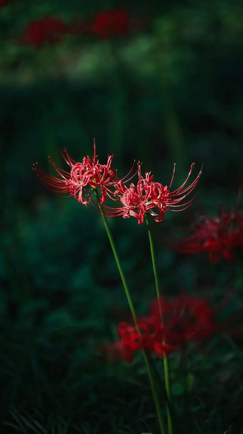彼岸花什么季节开花，彼岸花在什么时间开花-第3张图片-优品飞百科