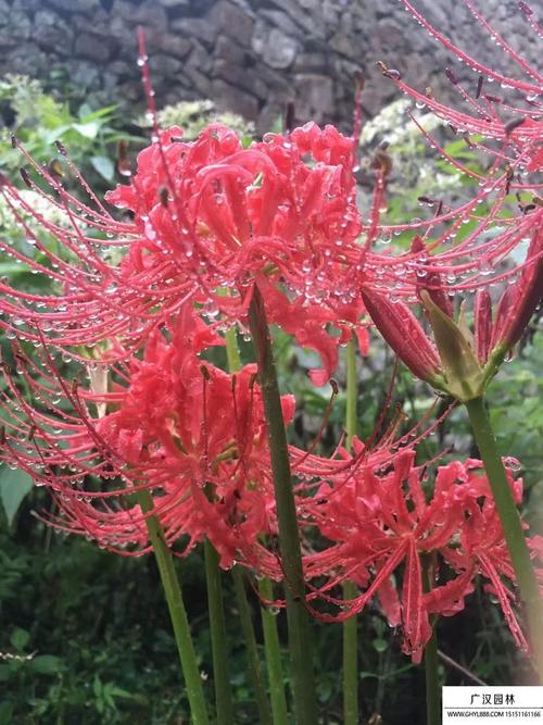 彼岸花什么季节开花，彼岸花在什么时间开花-第4张图片-优品飞百科