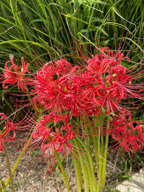 彼岸花什么季节开花，彼岸花在什么时间开花-第5张图片-优品飞百科