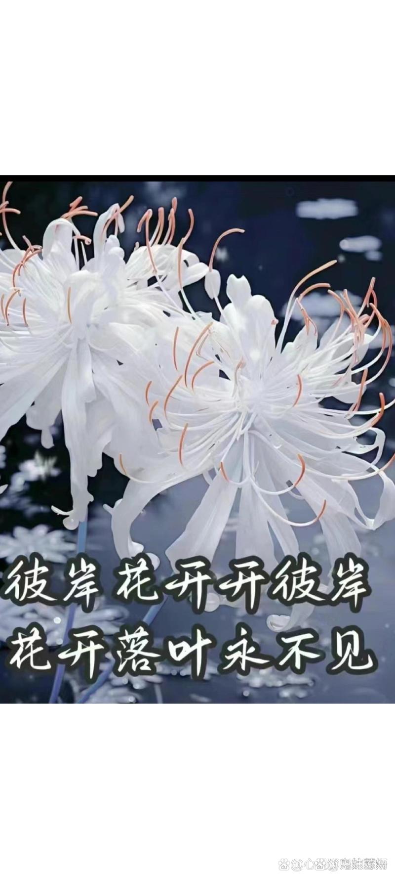 彼岸花什么季节开花，彼岸花在什么时间开花-第6张图片-优品飞百科