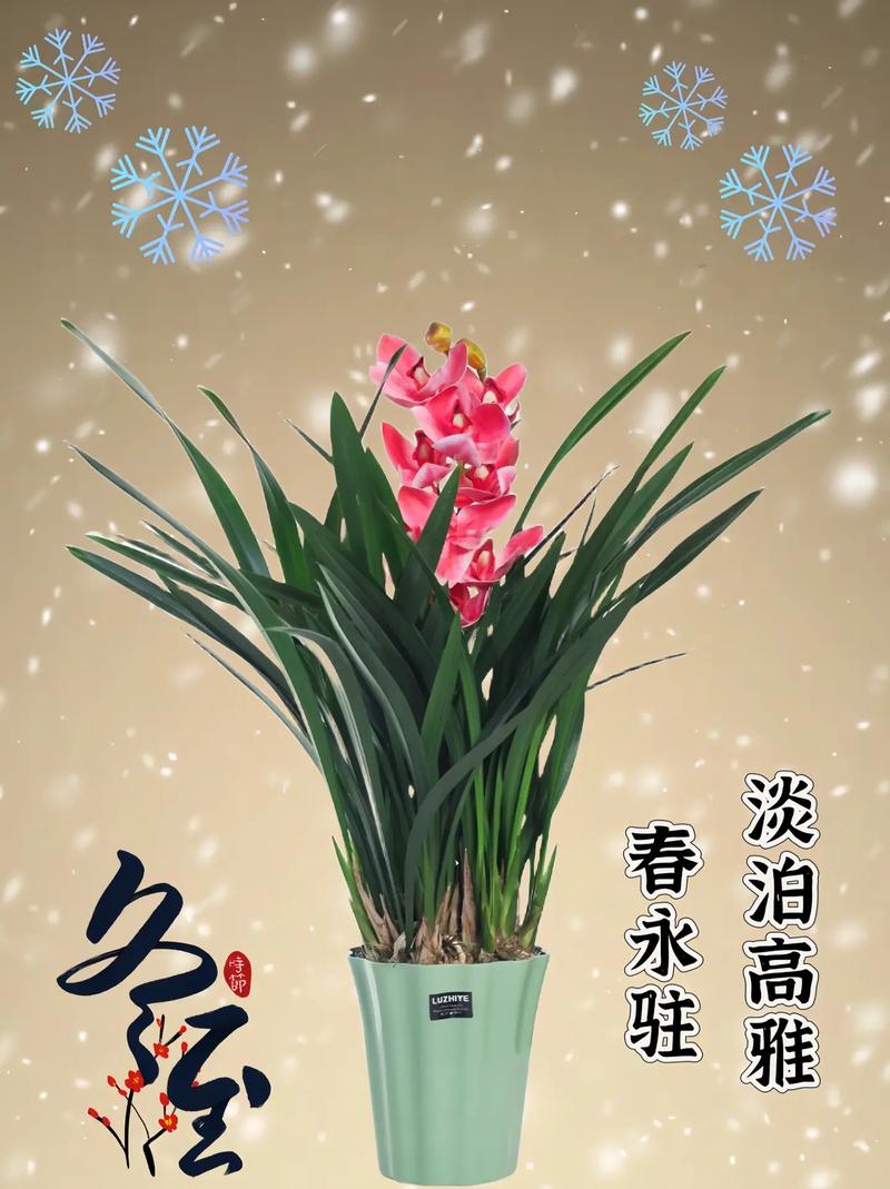 过年给花来个大扫除，过年的时候大扫除寓意是什么答案？-第3张图片-优品飞百科