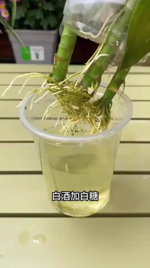 绿萝栀子超级扦插大法，绿萝的扦插方法和注意事项-第6张图片-优品飞百科