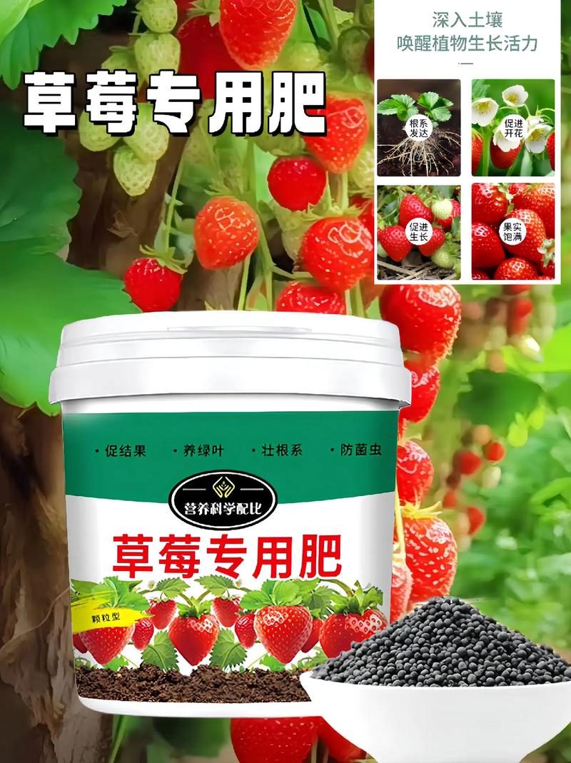 盆栽草莓施多少肥？盆栽草莓的施肥技术？