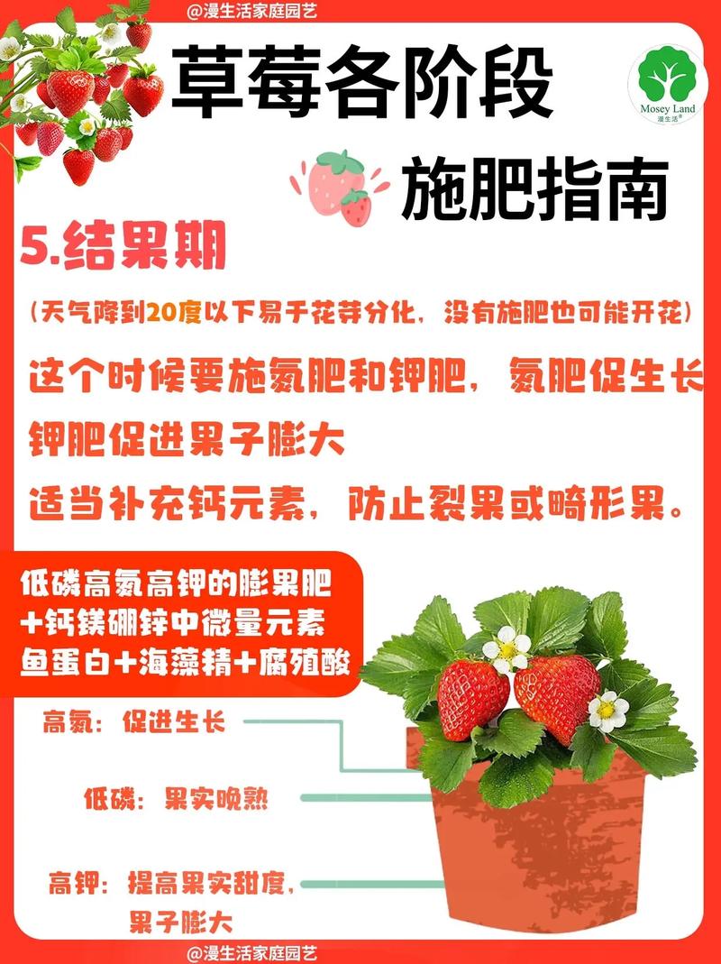 盆栽草莓施多少肥？盆栽草莓的施肥技术？-第3张图片-优品飞百科