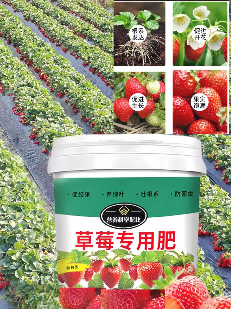盆栽草莓施多少肥？盆栽草莓的施肥技术？-第4张图片-优品飞百科