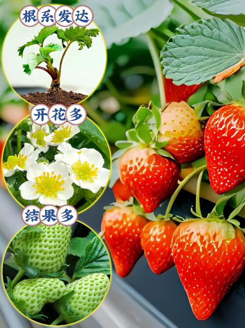 盆栽草莓施多少肥？盆栽草莓的施肥技术？-第5张图片-优品飞百科