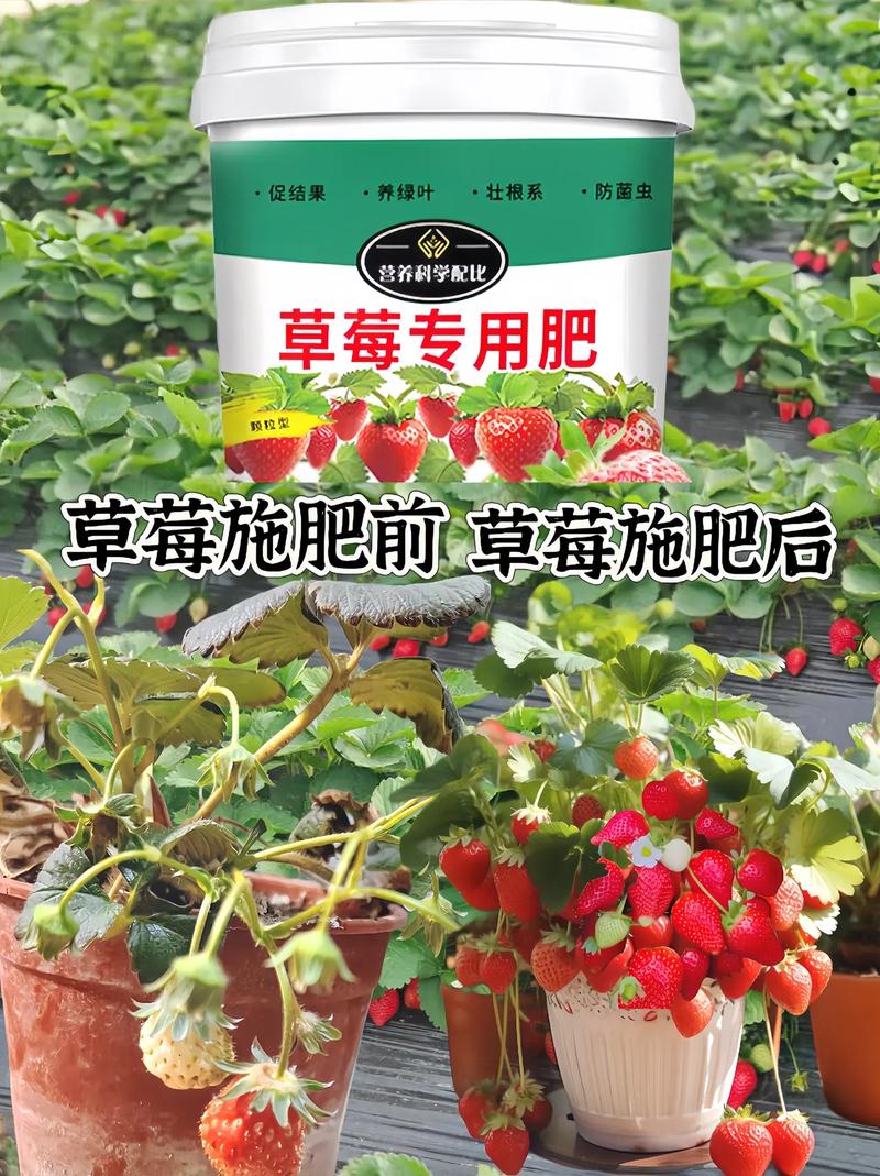 盆栽草莓施多少肥？盆栽草莓的施肥技术？-第6张图片-优品飞百科