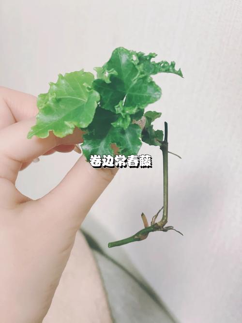 常青藤的用水扦插方法？常青藤怎么扦插?？-第2张图片-优品飞百科