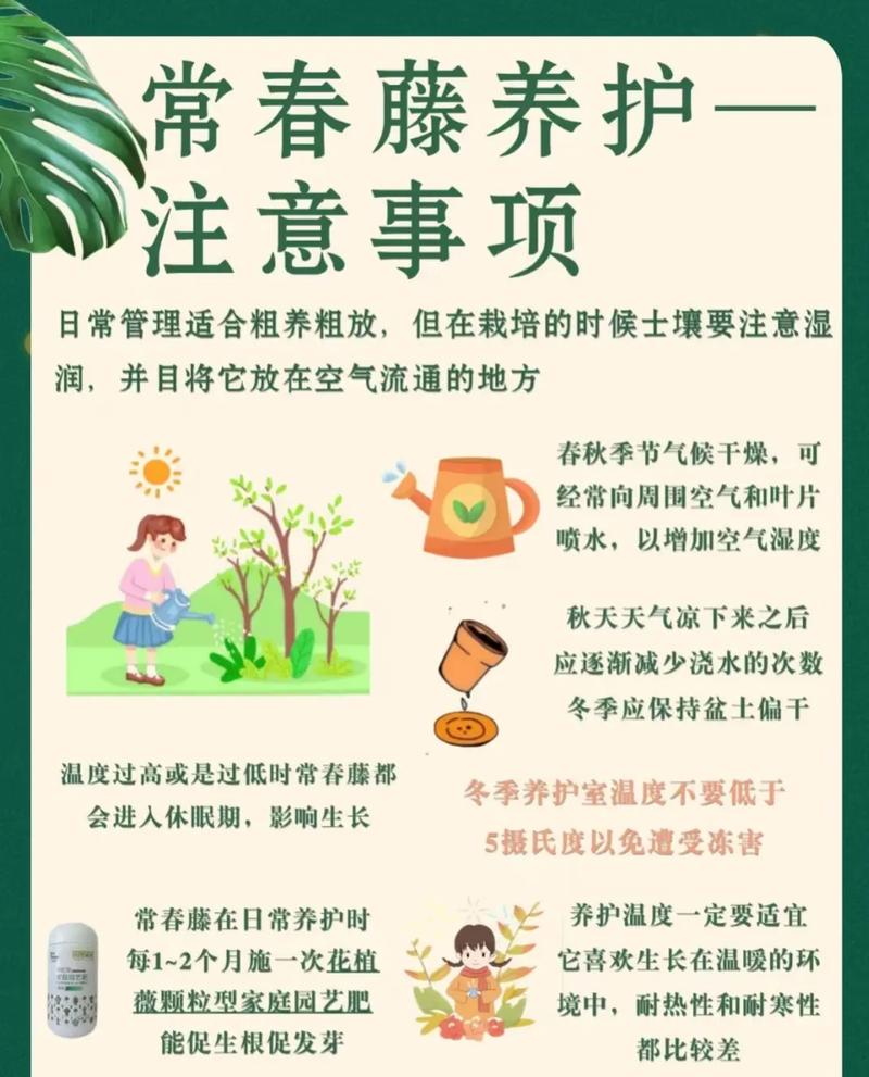 常青藤的用水扦插方法？常青藤怎么扦插?？-第3张图片-优品飞百科