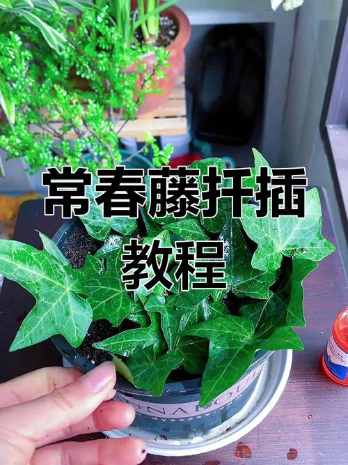 常青藤的用水扦插方法？常青藤怎么扦插?？-第4张图片-优品飞百科