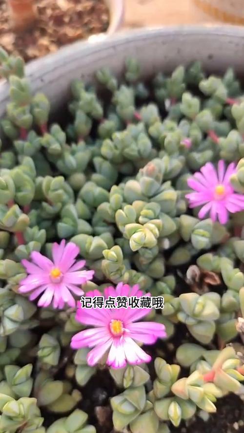 碧玉莲怎么繁殖,碧玉莲繁殖的快吗?-第2张图片-优品飞百科 碧玉莲怎么繁殖,碧玉莲繁殖的快吗?-第2张图片-优品飞百科