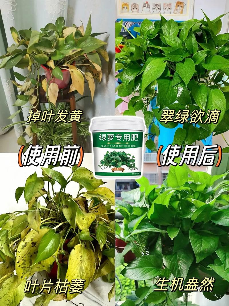 绿萝怎么养长得快茂密？绿萝怎么养长得茂盛？-第5张图片-优品飞百科