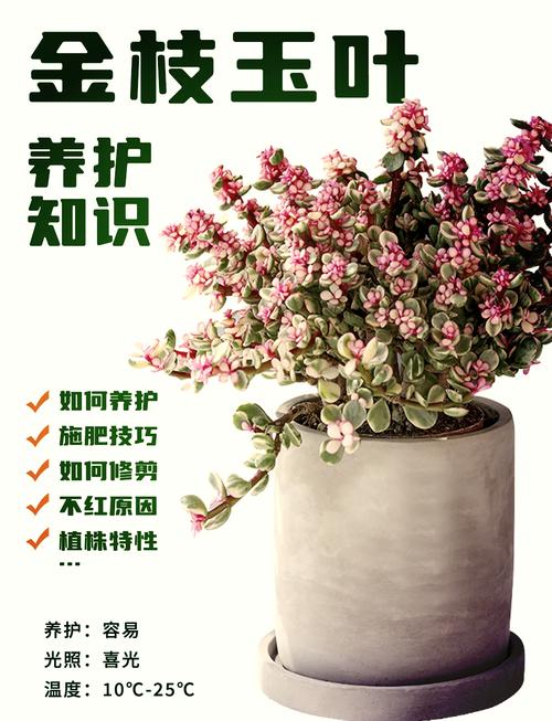 金枝玉叶能扦插吗,金枝玉叶的叶子可以扦插活吗-第4张图片-优品飞百科 金枝玉叶能扦插吗,金枝玉叶的叶子可以扦插活吗-第4张图片-优品飞百科