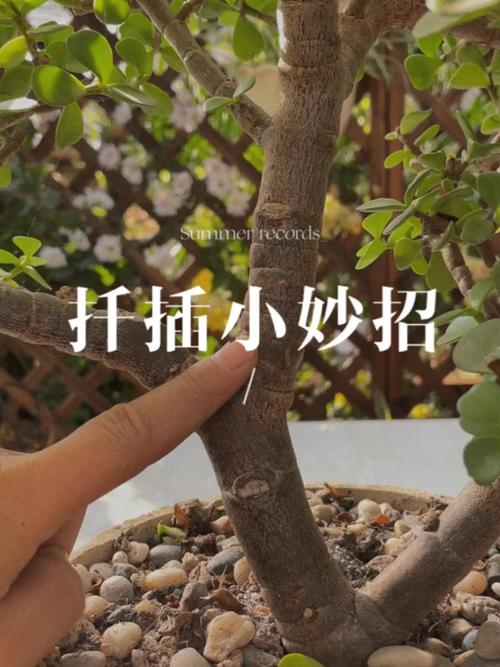 金枝玉叶能扦插吗,金枝玉叶的叶子可以扦插活吗-第5张图片-优品飞百科 金枝玉叶能扦插吗,金枝玉叶的叶子可以扦插活吗-第5张图片-优品飞百科