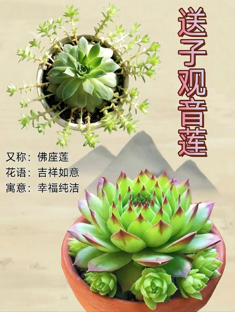 佛座莲怎么养？佛座莲怎么养才能开花？-第4张图片-优品飞百科