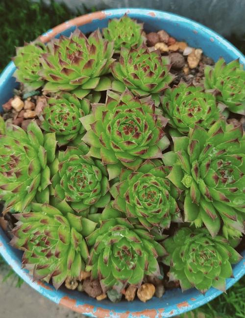 佛座莲怎么养？佛座莲怎么养才能开花？-第5张图片-优品飞百科