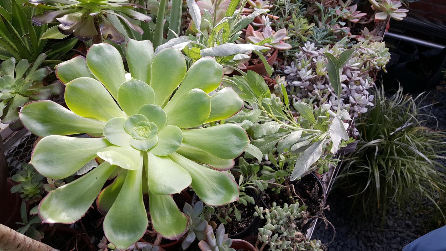 佛座莲怎么养？佛座莲怎么养才能开花？-第6张图片-优品飞百科